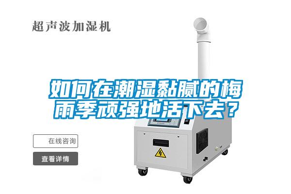 如何在潮湿黏腻的梅雨季顽强地活下去？